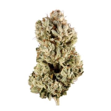 Gorilla Glue - GG4 - Top shelf - Indica - Sativa hybrid