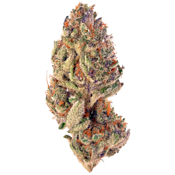 Slurricane - Exotic - Indica hybrid